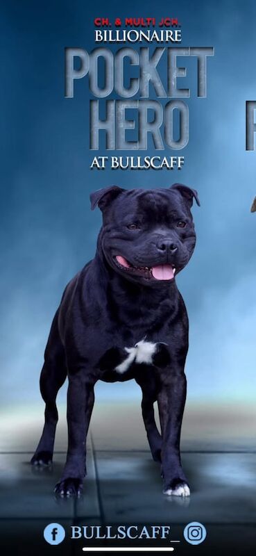 Staffordshire Bull Terrier puppies for sale in Elgin, Moray – 2 weeks old - Image 3 of 3