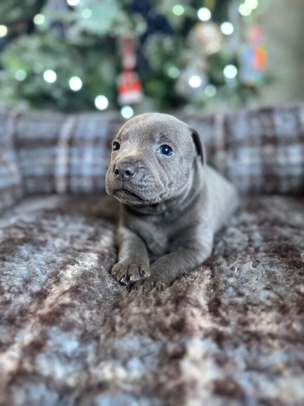 Blue Staffordshire Bull Terrier Puppies For Sale