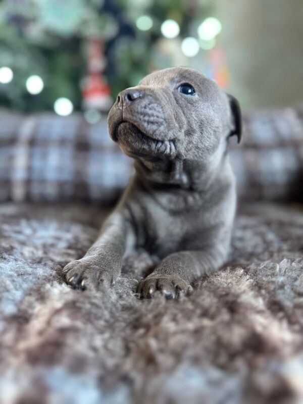 Staffordshire Bull Terrier puppies for sale in Pomeroy, County Tyrone – KC registered, 5 weeks old - Image 2 of 4