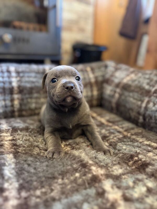 Staffordshire Bull Terrier puppies for sale in Pomeroy, County Tyrone – KC registered, 5 weeks old - Image 3 of 4