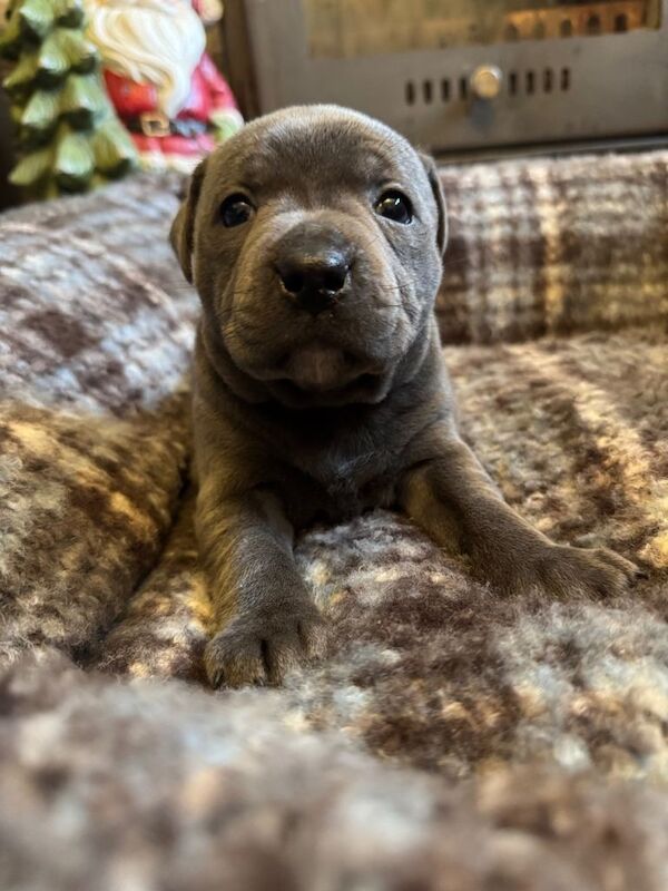 Staffordshire Bull Terrier puppies for sale in Pomeroy, County Tyrone – KC registered, 5 weeks old - Image 4 of 4