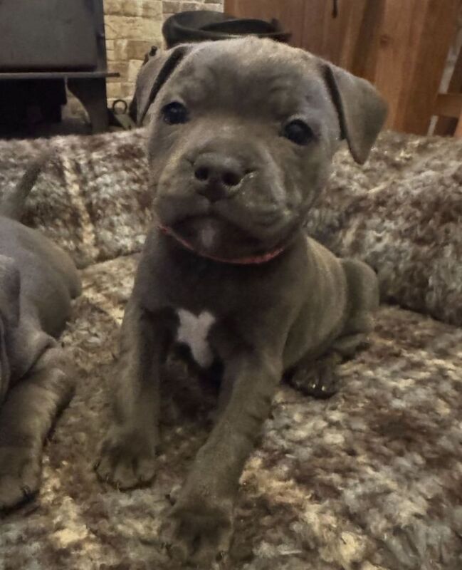Blue Staffordshire Bull Terrier Puppies For Sale