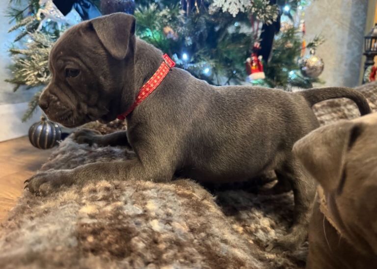 Staffordshire Bull Terrier puppies for sale in Pomeroy, County Tyrone – KC registered, 8 weeks old - Image 3 of 4