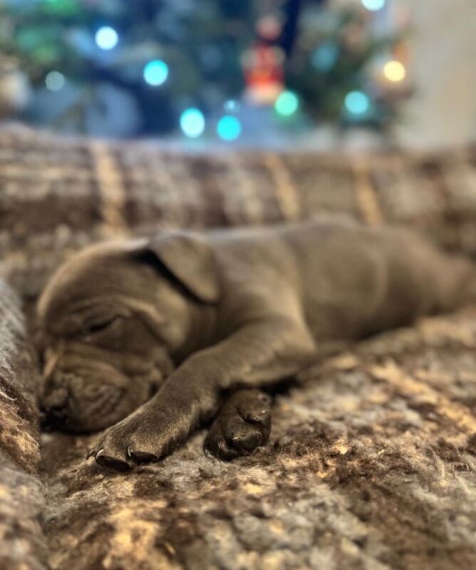 Staffordshire Bull Terrier puppies for sale in Pomeroy, County Tyrone – KC registered, 8 weeks old - Image 4 of 4