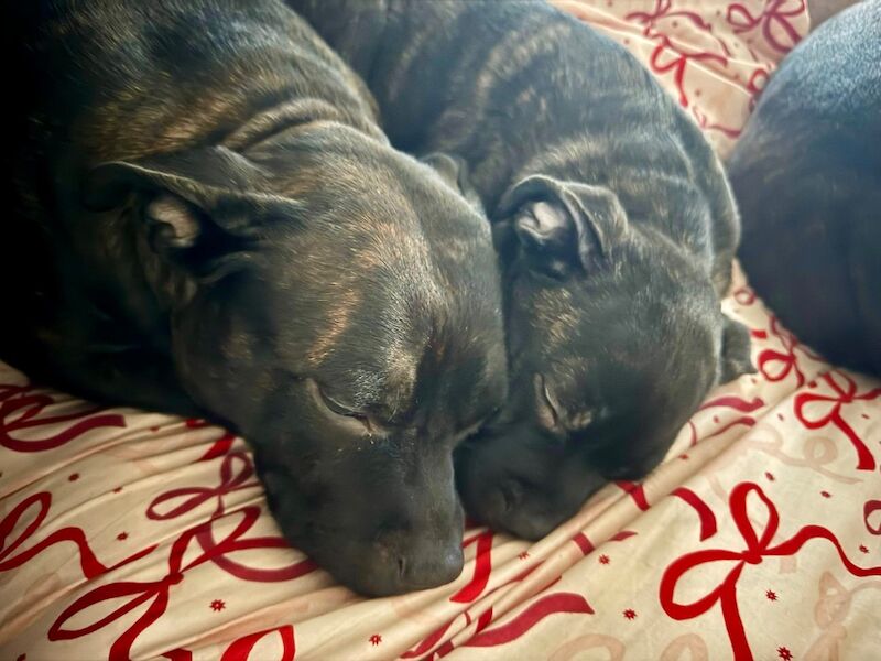 Pedigree Staffordshire Bull Terrier Puppies – Exceptional Lineage & Health Clear - Image 5 of 14