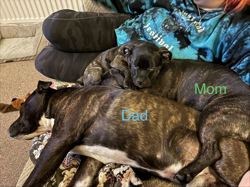 Pedigree Staffordshire Bull Terrier Puppies – Exceptional Lineage & Health Clear - Image 6 of 14