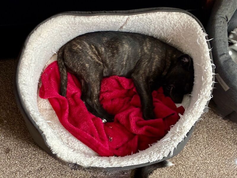 Pedigree Staffordshire Bull Terrier Puppies – Exceptional Lineage & Health Clear - Image 10 of 14