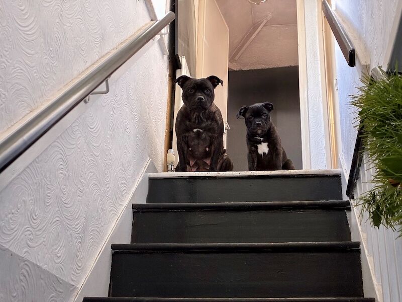 Pedigree Staffordshire Bull Terrier Puppies – Exceptional Lineage & Health Clear - Image 11 of 14