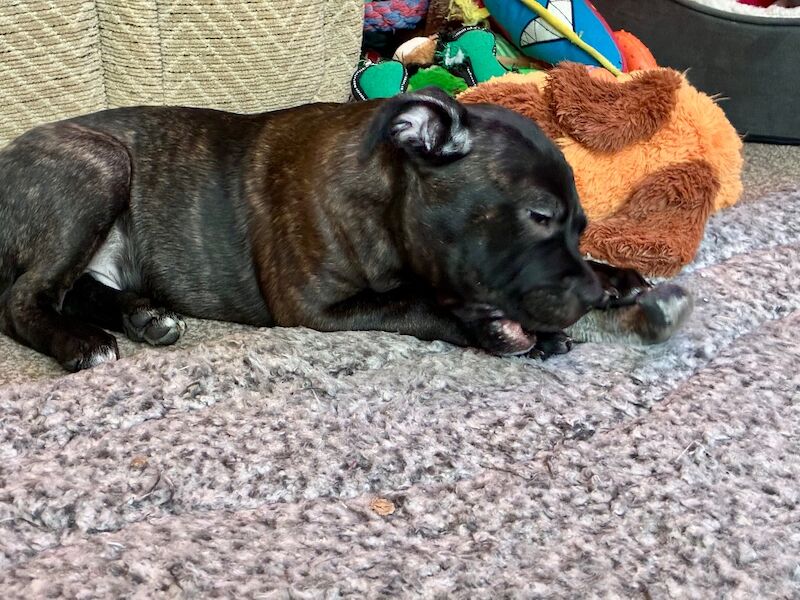 Pedigree Staffordshire Bull Terrier Puppies – Exceptional Lineage & Health Clear - Image 12 of 14