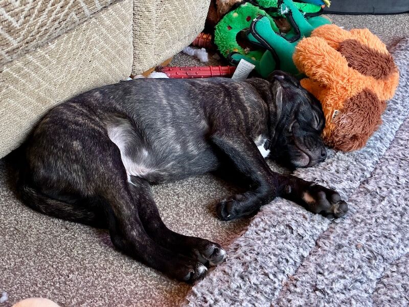 Pedigree Staffordshire Bull Terrier Puppies – Exceptional Lineage & Health Clear - Image 13 of 14
