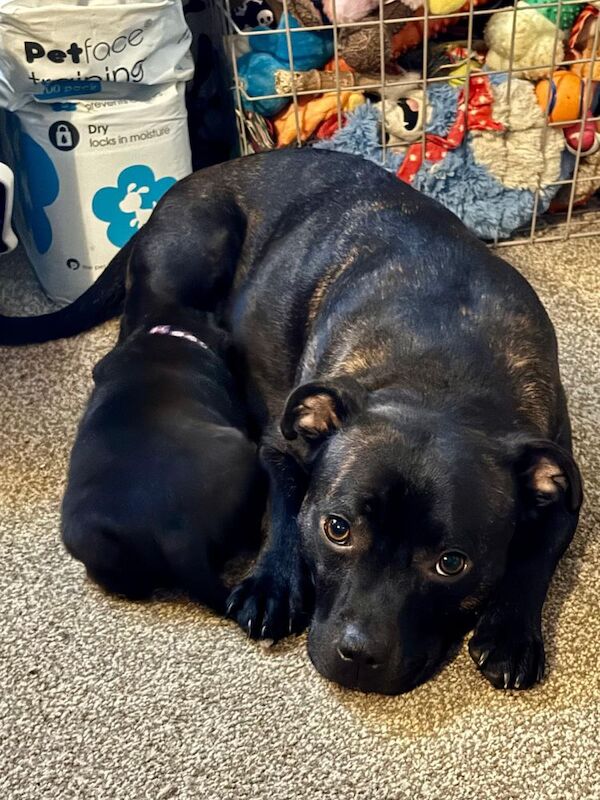 Staffordshire Bull Terrier puppies for sale in Longbridge, Warwickshire – 3 months old