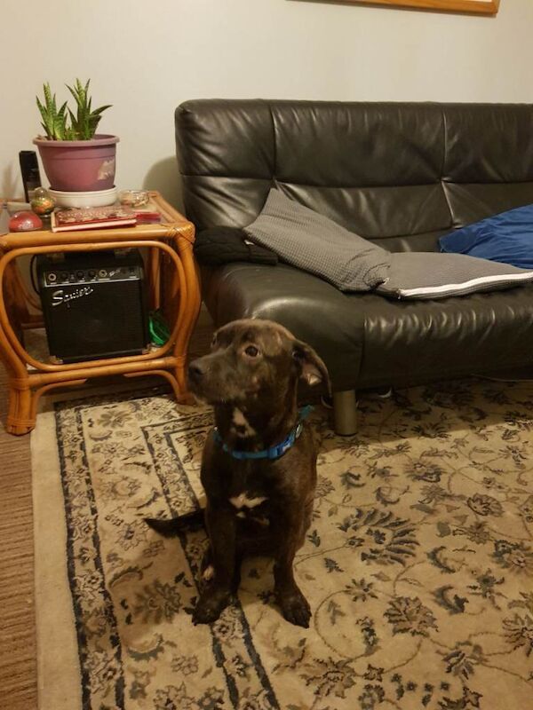 Staffordshire Bull Terrier puppies for sale in Lincoln, Lincolnshire – 7 months old