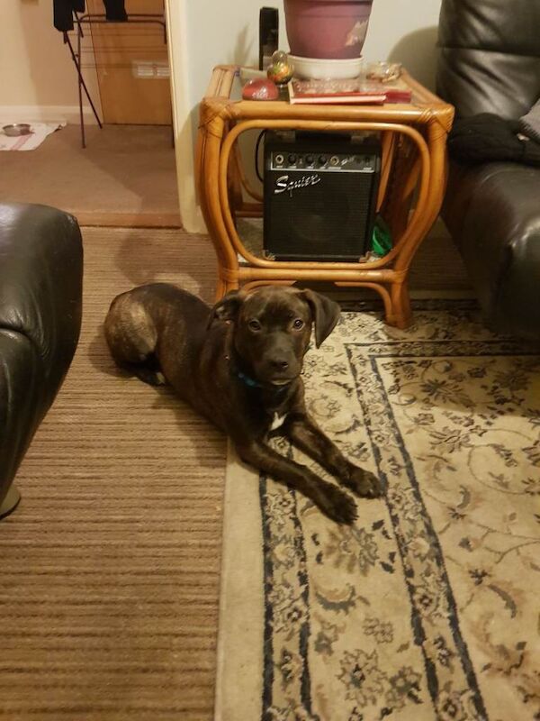 Pet - Image 2 of 2