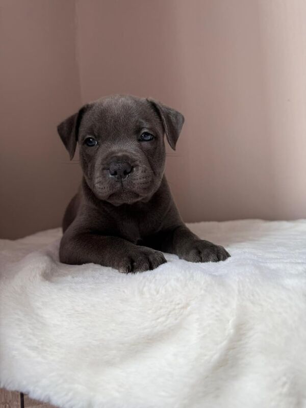 Staffordshire Bull Terrier puppies for sale in Haringey, London – KC registered, 6 weeks old