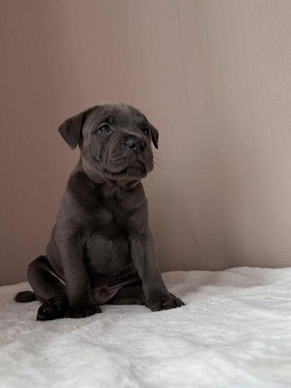 Staffordshire Bull Terrier puppies for sale in Haringey, London – KC registered, 6 weeks old - Image 2 of 3
