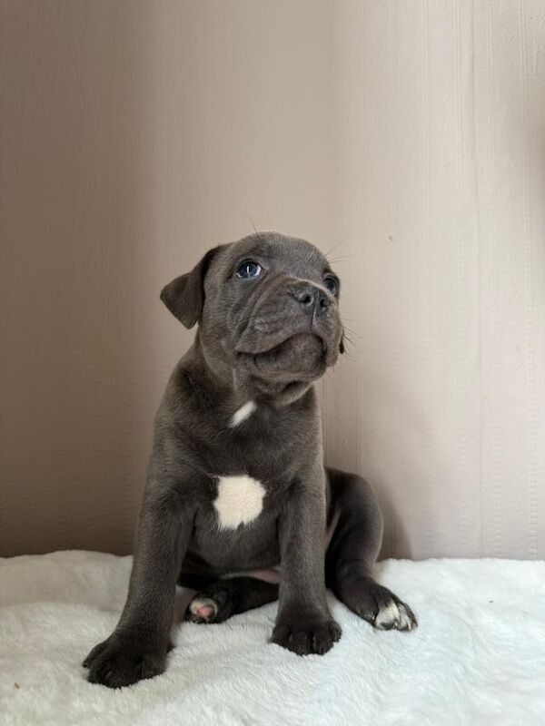 Staffordshire Bull Terrier puppies for sale in Haringey, London – KC registered, 6 weeks old - Image 3 of 3