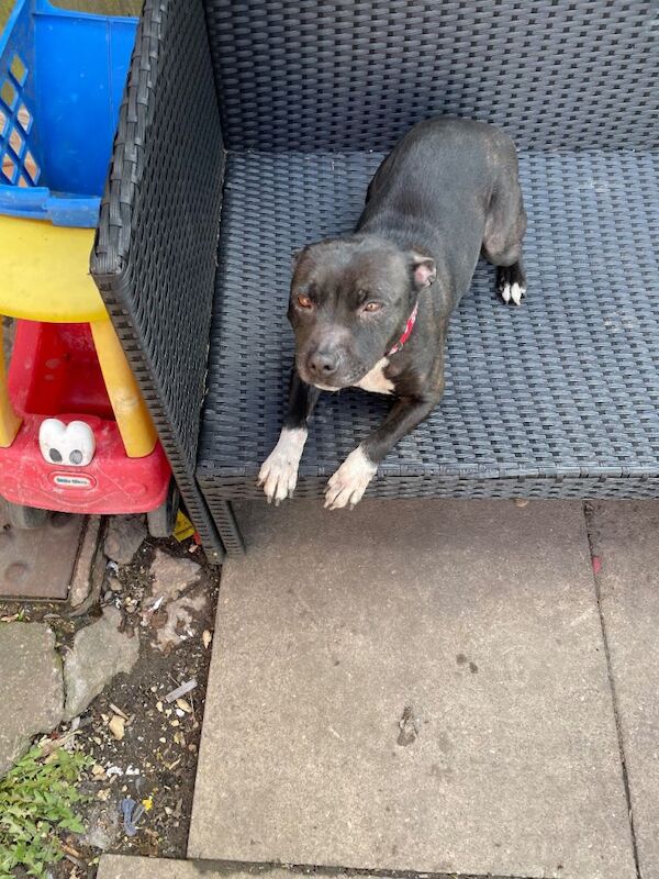 Staffordshire Bull Terrier Puppies For Sale Under £1,000