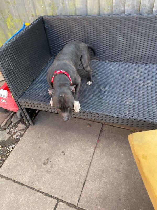 Pixie 18 month old staff - Image 6 of 6