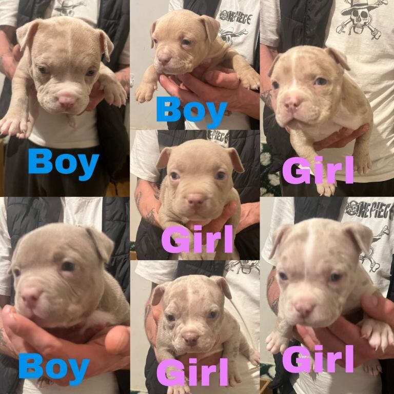 Staffordshire Bull Terrier Puppies For Sale Under £1,000