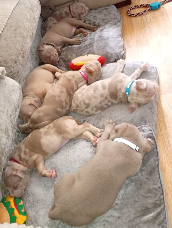 Pocket bullies for sale read full ad - Image 2 of 3