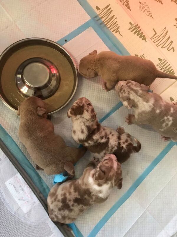 Pocket Bully Puppies - Image 3 of 3