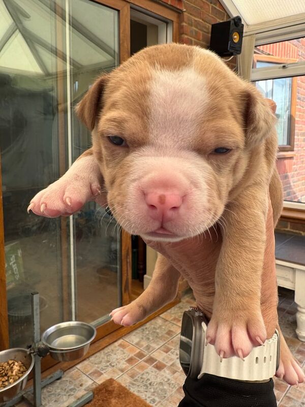Pocket Bully X Staffordshire Bull Terrier Puppies for sale in Bexhill-on-Sea, East Sussex