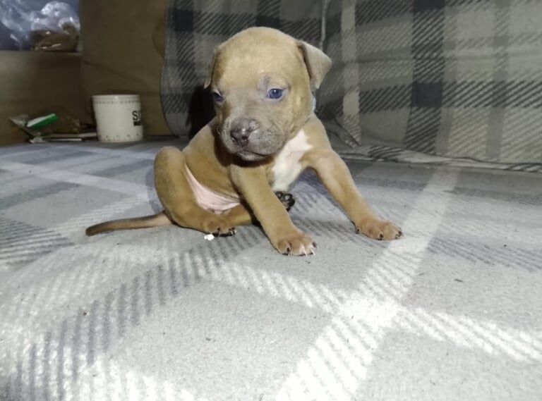 Staffordshire Bull Terrier puppies for sale in Stroud, Gloucestershire – 12 weeks old - Image 2 of 4
