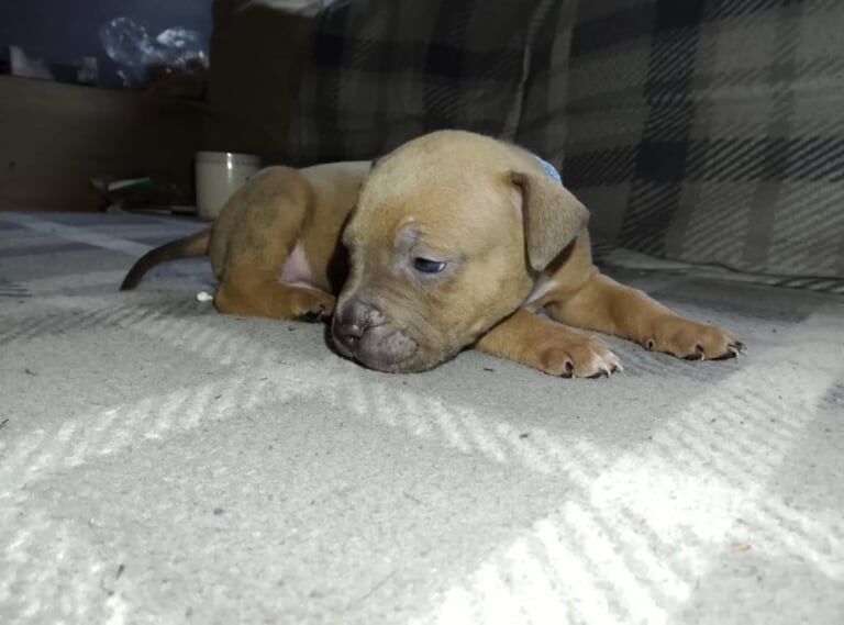 Staffordshire Bull Terrier puppies for sale in Stroud, Gloucestershire – 12 weeks old - Image 3 of 4