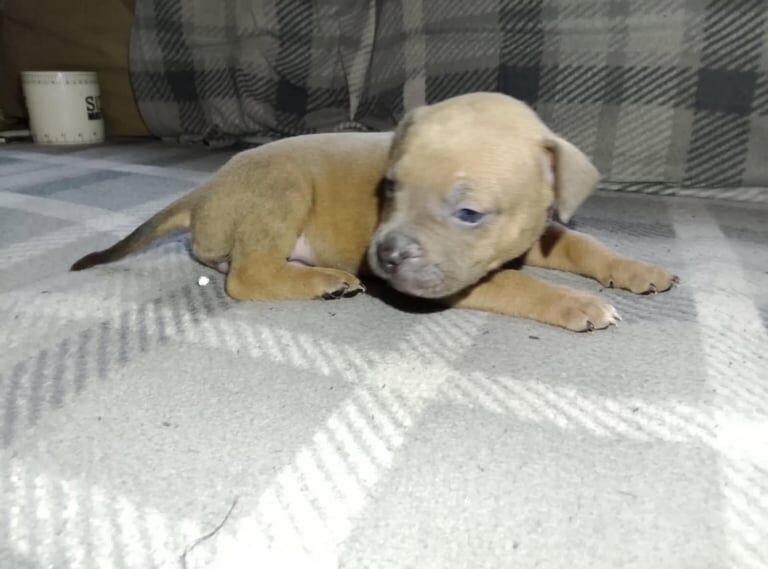 Staffordshire Bull Terrier puppies for sale in Stroud, Gloucestershire – 12 weeks old - Image 4 of 4