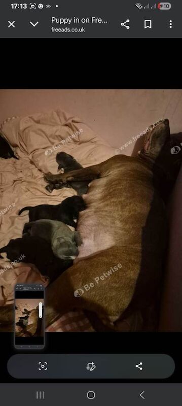 Staffie Puppies For Sale