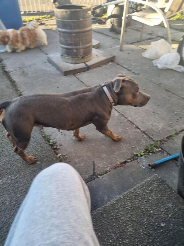 Staffordshire Bull Terrier puppies for sale in Tullibody, Clackmannanshire – 11 weeks old - Image 2 of 6