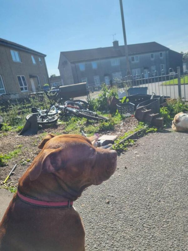 Staffordshire Bull Terrier puppies for sale in Tullibody, Clackmannanshire – 11 weeks old - Image 4 of 6