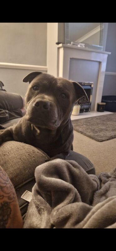 Staffordshire Bull Terrier stud dog for stud in Havant, Hampshire – KC registered, 2 years old - Image 2 of 6