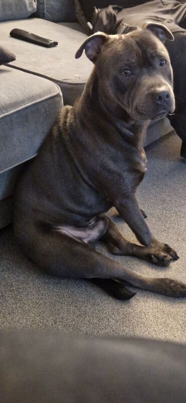 Staffordshire Bull Terrier stud dog for stud in Havant, Hampshire – KC registered, 2 years old - Image 3 of 6