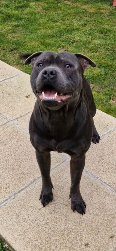 Staffordshire Bull Terrier stud dog for stud in Havant, Hampshire – KC registered, 2 years old - Image 4 of 6