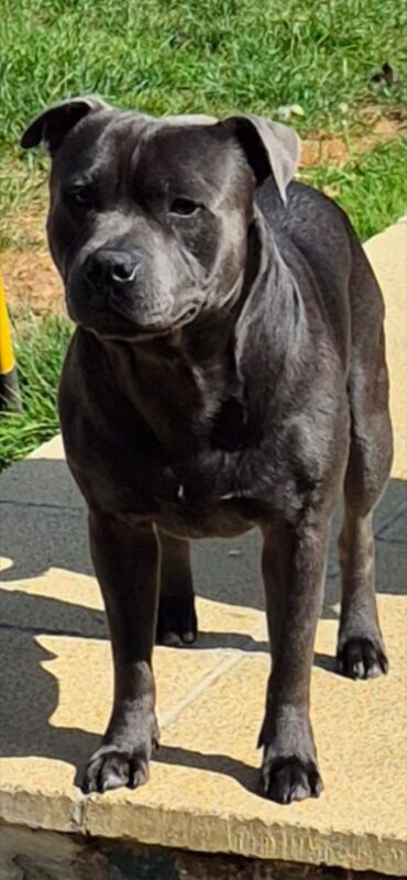 Staffordshire Bull Terrier stud dog for stud in Havant, Hampshire – KC registered, 2 years old - Image 5 of 6