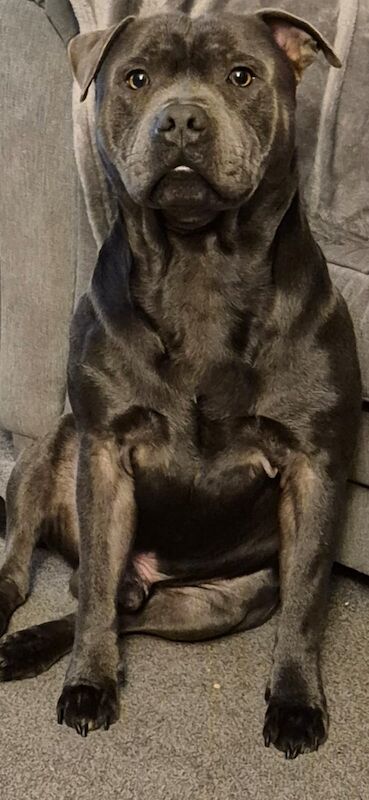 Staffordshire Bull Terrier stud dog for stud in Havant, Hampshire – KC registered, 2 years old - Image 6 of 6