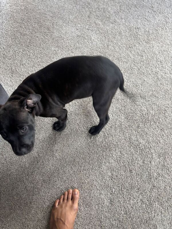 Pup for sale