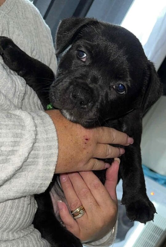 Staffordshire Bull Terrier puppies for sale in Bolton, Greater Manchester – KC registered, 9 weeks old