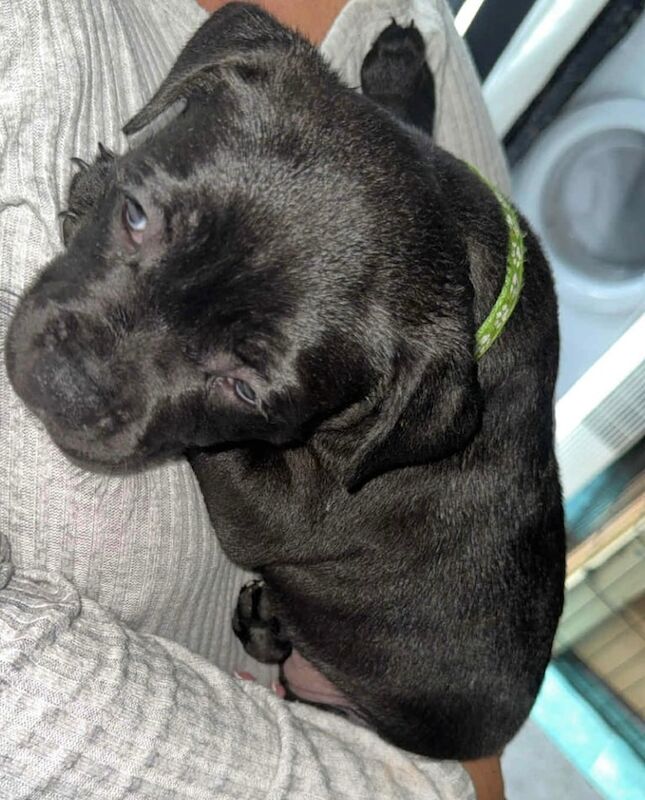 Staffordshire Bull Terrier puppies for sale in Bolton, Greater Manchester – KC registered, 9 weeks old - Image 2 of 3