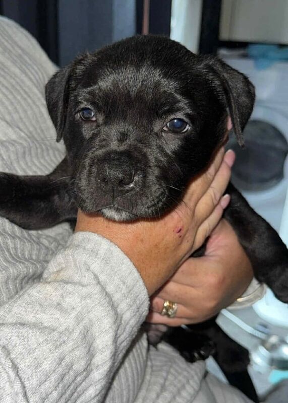 Staffordshire Bull Terrier puppies for sale in Bolton, Greater Manchester – KC registered, 9 weeks old - Image 3 of 3