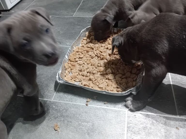 Staffordshire Bull Terrier puppies for sale in Swinton, South Yorkshire – 8 weeks old - Image 2 of 5