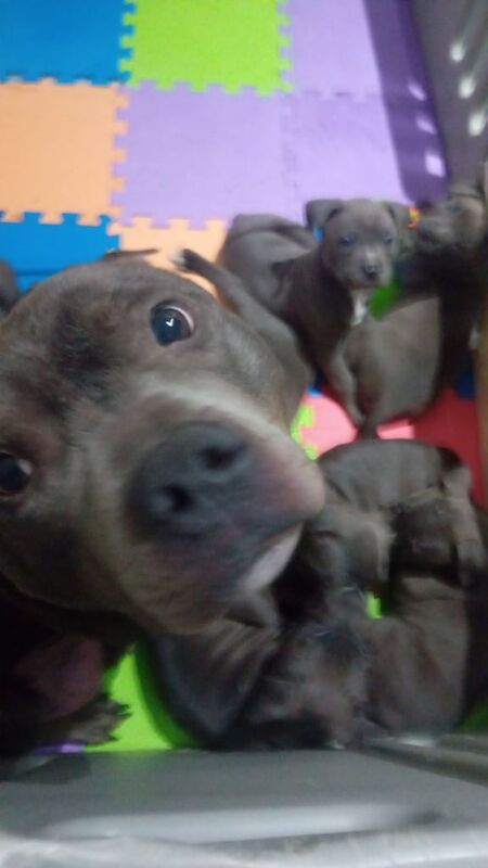 Staffordshire Bull Terrier puppies for sale in Swinton, South Yorkshire – 8 weeks old - Image 3 of 5