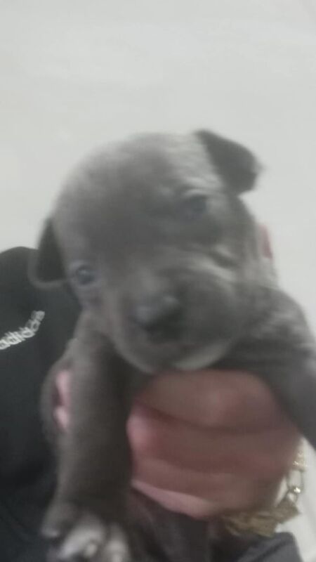 Staffordshire Bull Terrier puppies for sale in Swinton, South Yorkshire – 8 weeks old - Image 4 of 5