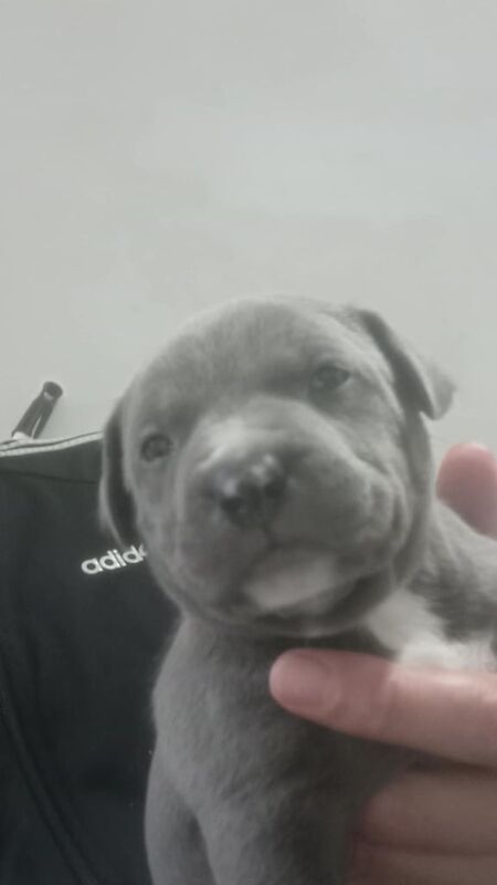 Staffordshire Bull Terrier puppies for sale in Swinton, South Yorkshire – 8 weeks old - Image 5 of 5