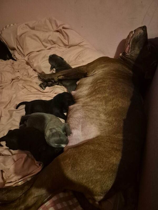 Staffordshire Bull Terrier puppies for sale in Tullibody, Clackmannan – 5 weeks old