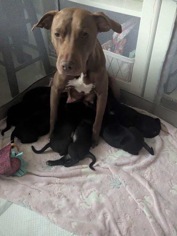 Puppies