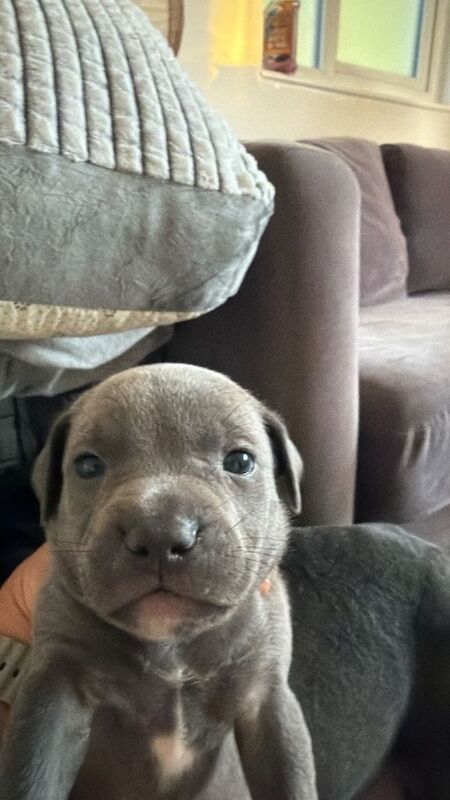 Puppies - Image 2 of 6