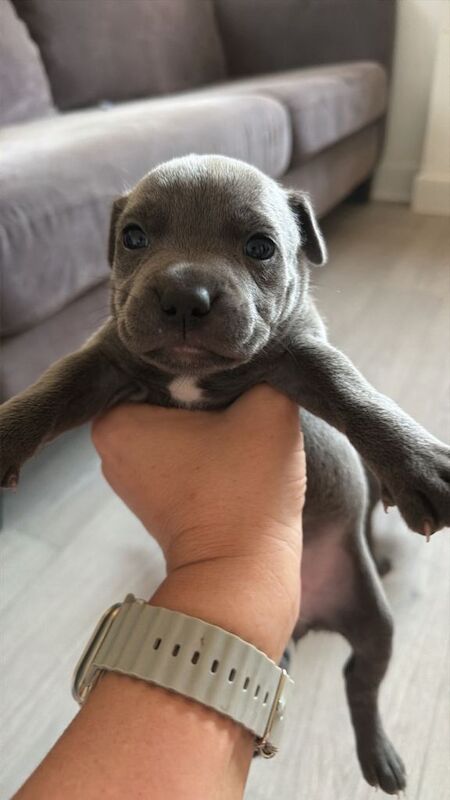 Puppies - Image 3 of 6