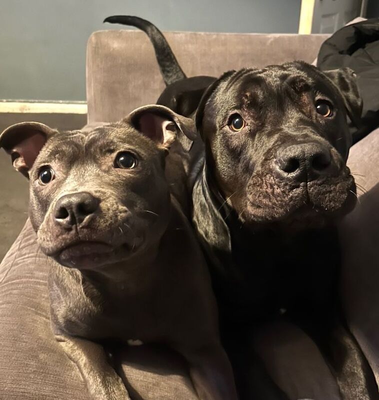 Puppies - Image 4 of 6